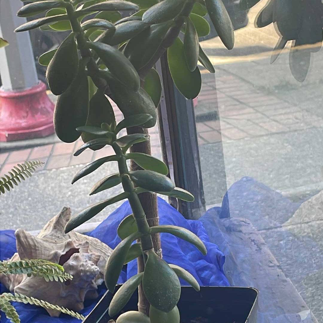 Green Life by Chelsea Yanez