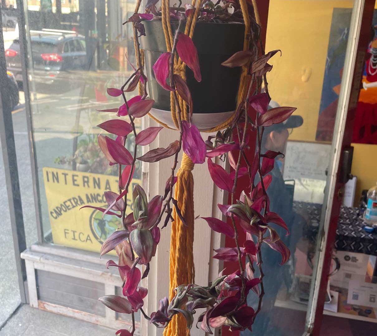 Hanging Beauty by Scarleth-Perez